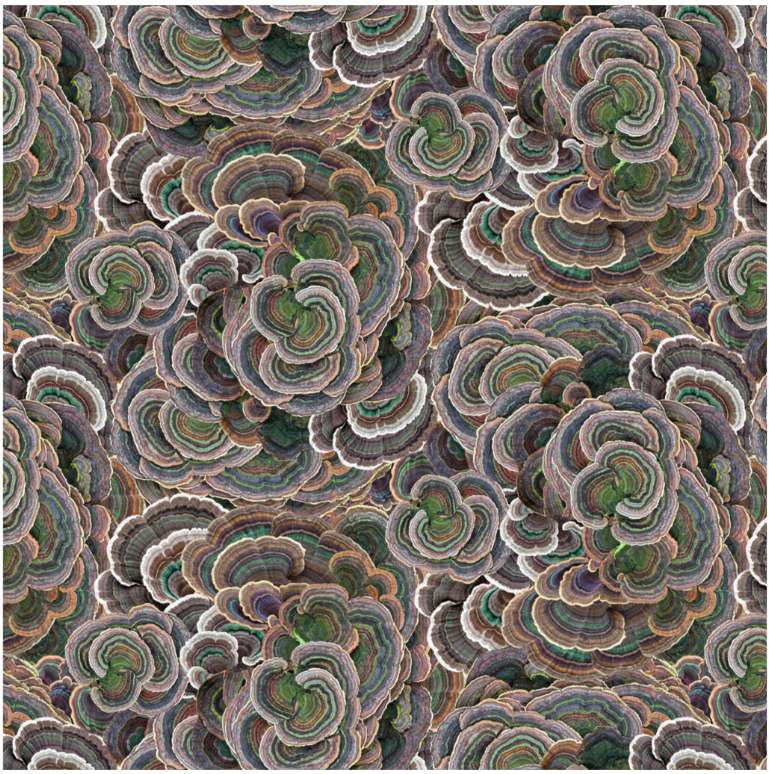 Nature Study - Turkey Tail Brown Y4856-15 by Clothworks