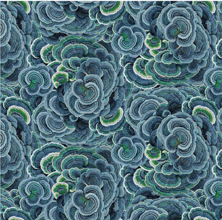 Nature Study - Turkey Tail Denim Y4856-88 by Clothworks
