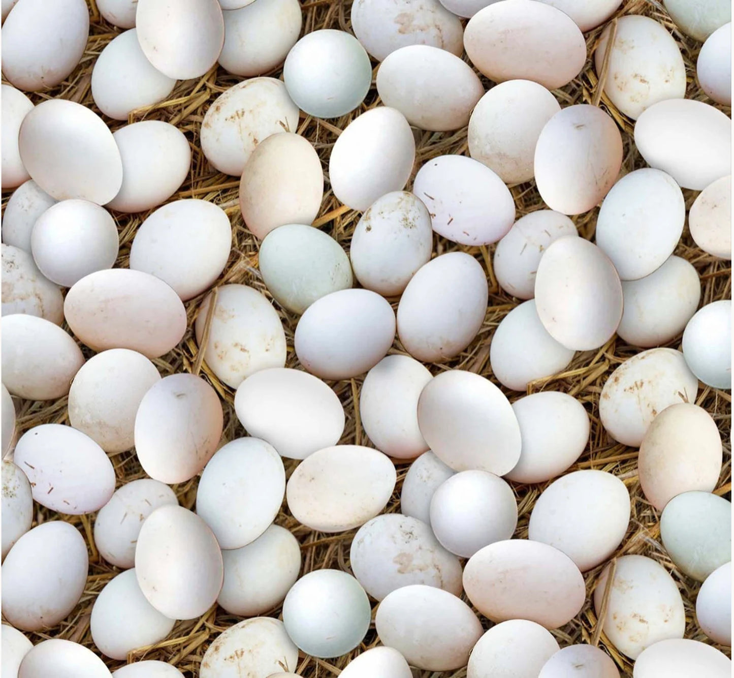 Farm Animals - Eggs 652ECRU by Elizabeth's Studio
