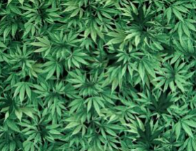 Cannabis Leaf Green 100% cotton 44"by Timeless Treasure's